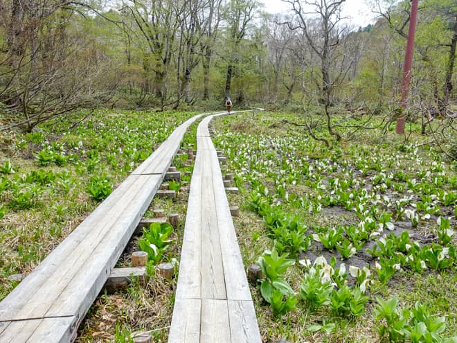 尾瀬ヶ原ではピンポイントで