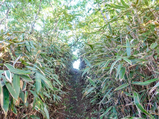 急登で足場の悪い景観ゼロの登山道を