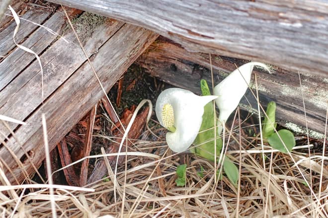 水芭蕉が木道にひっそりと咲いていました