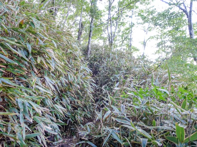 狭い登山道は笹で覆われていて