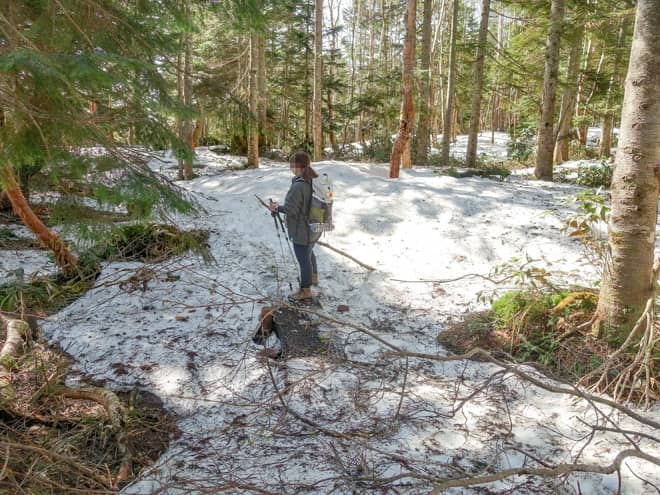 長沢新道は水芭蕉のシーズンでも