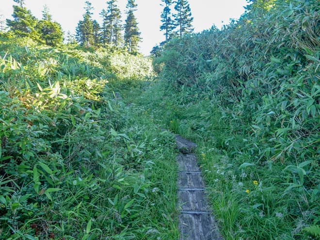 チェックポイントの茶臼山までは