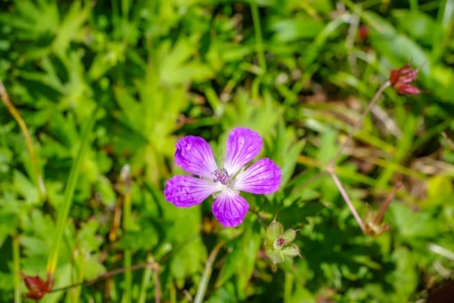 絶滅危惧種に指定されているライチョウの生息地の北限