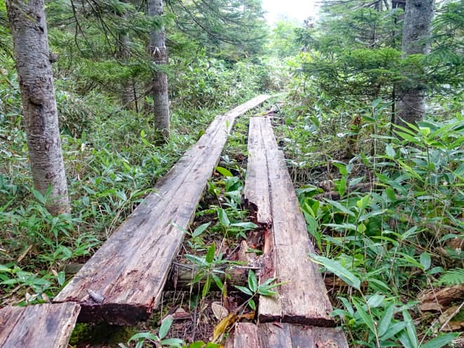 大清水平分岐までもアップダウンが激しい樹林帯歩き