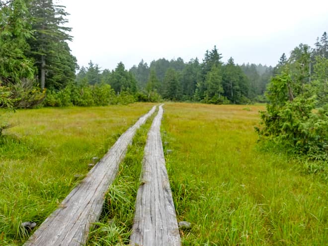 尾瀬沼南岸ルートと雰囲気は似ていて