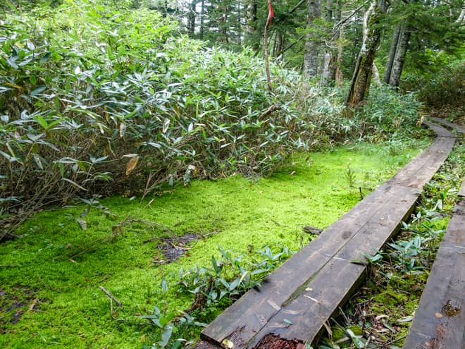 途中で苔が大変美しい場所があります