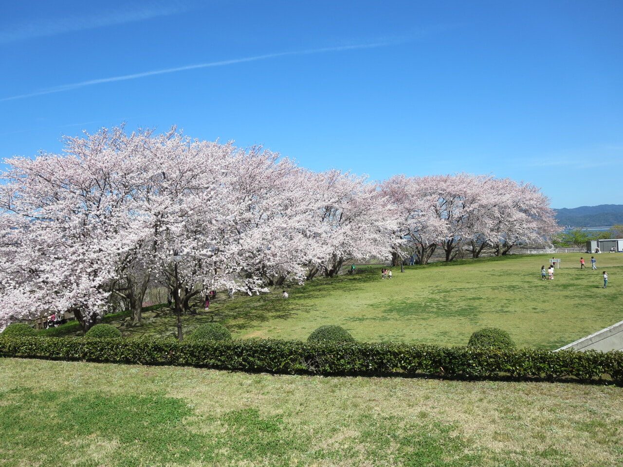 大塚山公園の桜並木