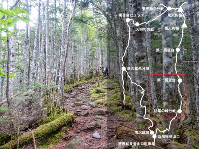 枯尾の峰分岐→第一展望台