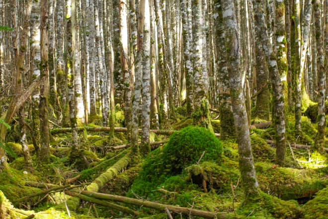 苔と岩が美しい北八ヶ岳特有の美しいその景色は