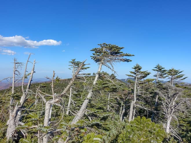 東側の展望は木々に遮られていて解放感はありませんが
