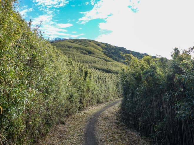 明神ヶ岳は、箱根竹という
