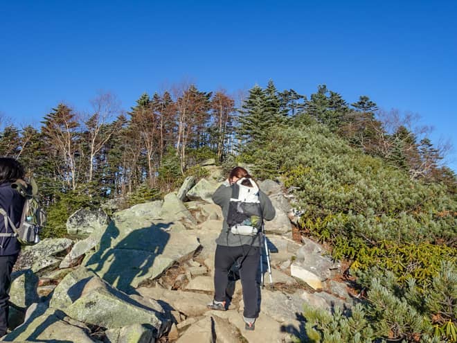 朝日岳山頂は、木々が生い茂った尾根道の先にあります