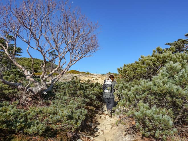 段々と傾斜がきつくなるにつれ木々が低くなり