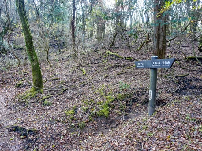 緩やかなアップダウンが続く竹藪の