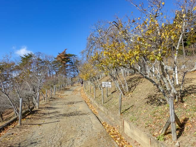ロウバイ園は大変開けていて