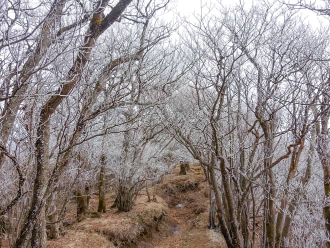 予想もしていなかった霧氷のご褒美のお陰で