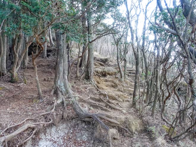 予想通り、後半は樹林帯に覆われた