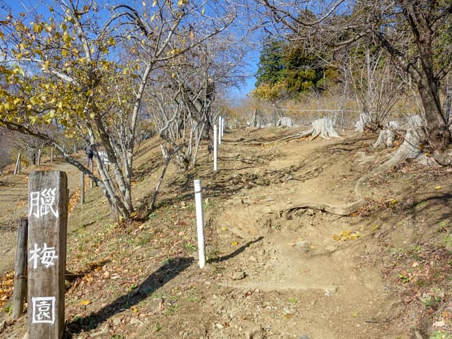 宝登山といえば臘梅園（ろうばいえん）が有名です