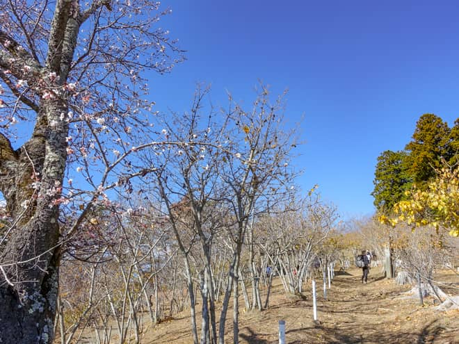 宝登山は季節を通じて様々な花を楽しむことができます