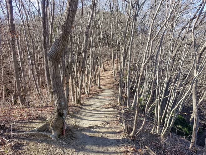 登山道は大変整備されていて、道幅もある程度広い
