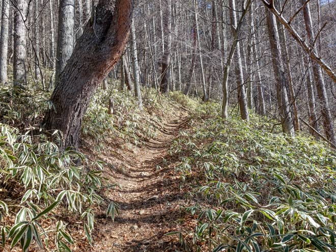 この先は暫くトラバース気味に登山道が続く