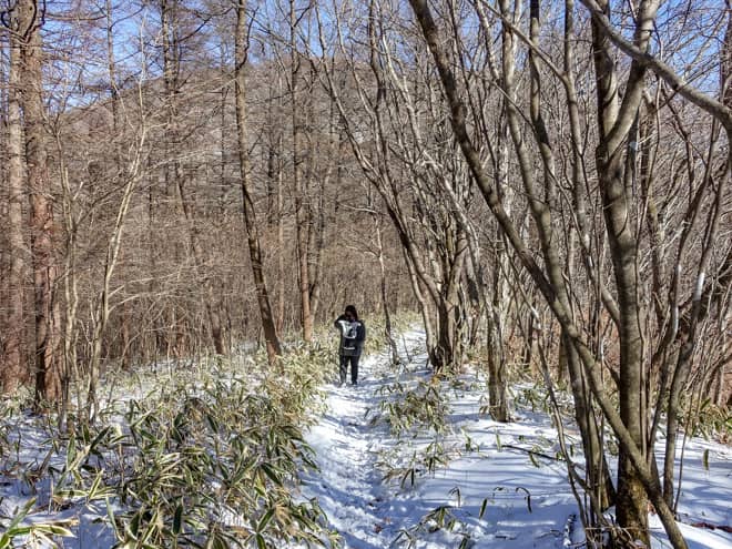 この区間は笹原が広がり