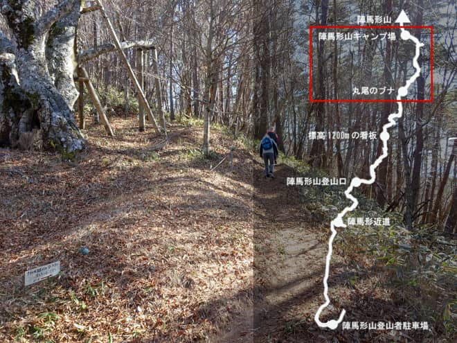丸尾のブナ→陣馬形山キャンプ場