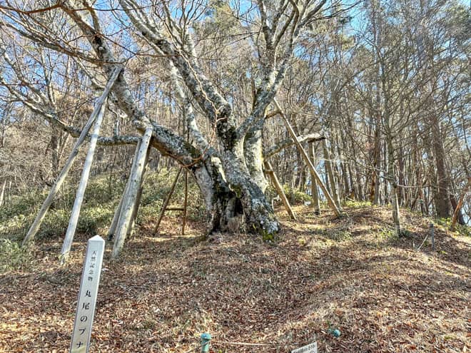 丸尾のブナに到着です
