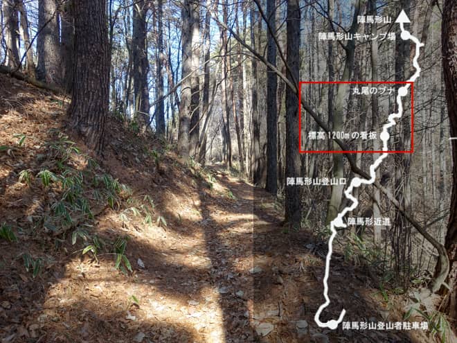 標高1200m看板→丸尾のブナ