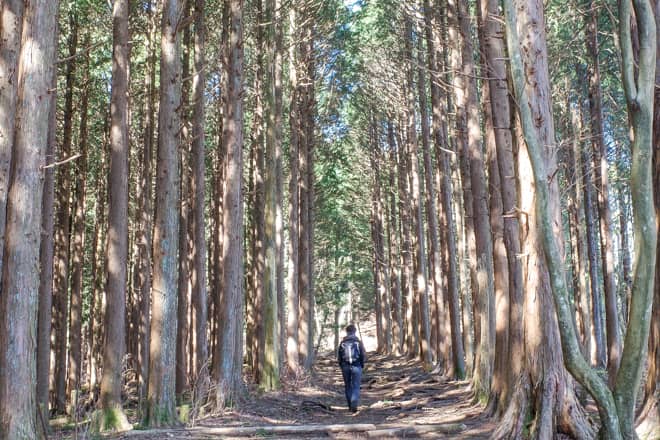 この区間の醍醐味は杉に囲まれた尾根道歩きです