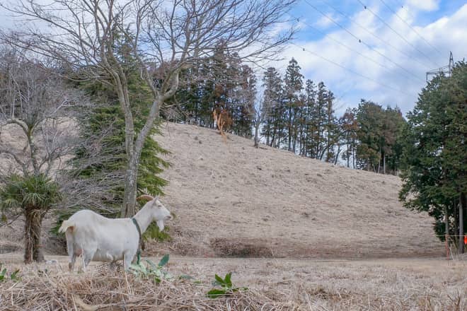 丹沢エリアのイメージを覆すのんびり登山を満喫できる山