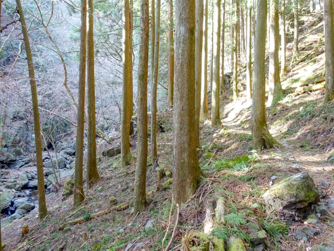 初めは深く切れ落ちた谷にあった沢も