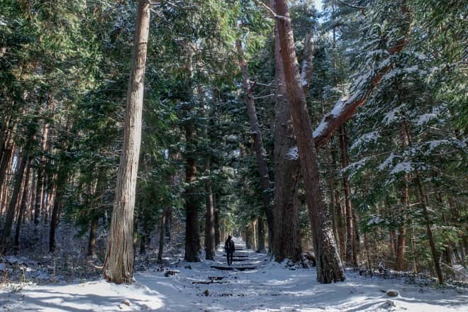 参道の両脇に並ぶ社叢
