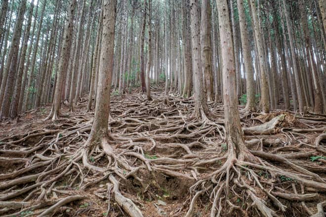 後ろを振り返ると木の根が