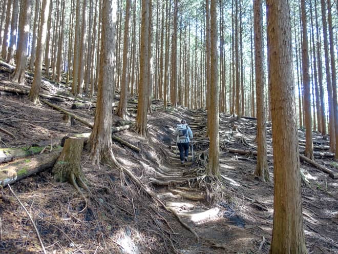 杉林からは登山道らしくなります