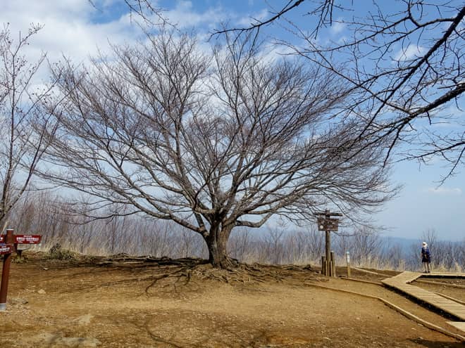 棒ノ折山には山頂標識の側を含め