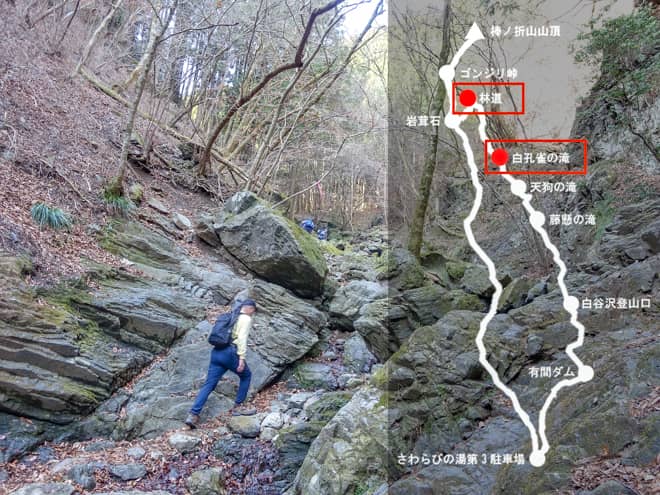 白孔雀の滝→林道