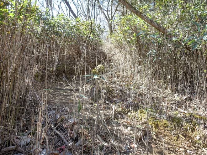 笹薮に囲まれた急こう配の登山道が見えてきたら