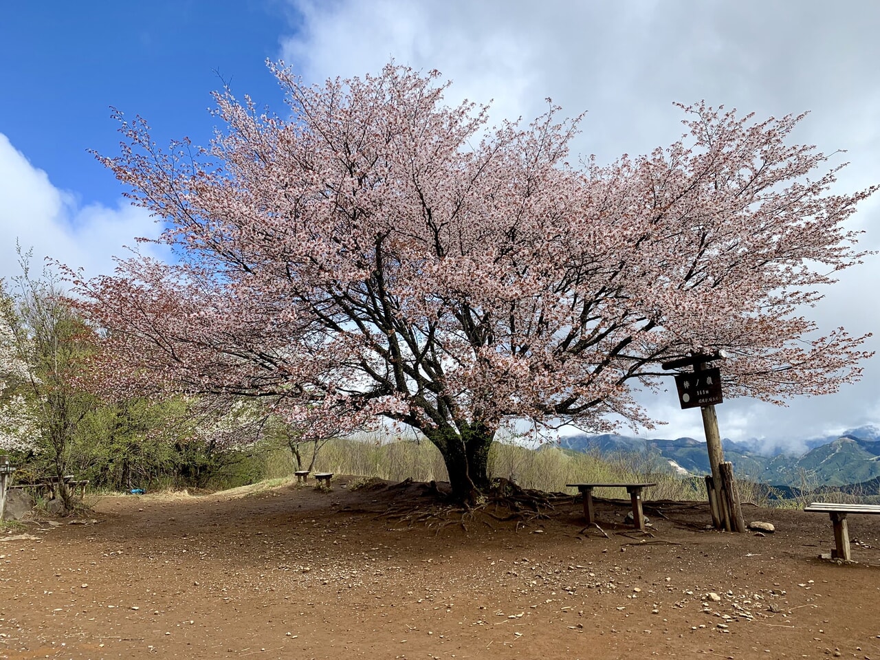 棒ノ嶺(棒ノ折山)山頂の一本桜