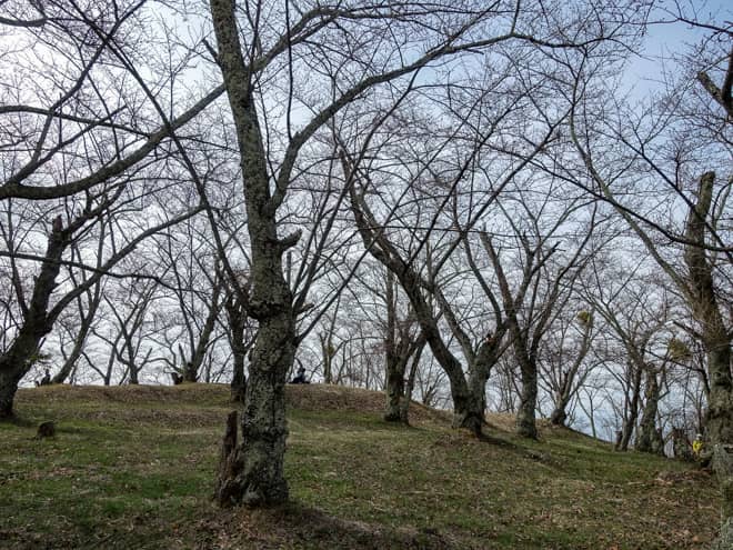 光城山といえば、なんといっても桜が有名です
