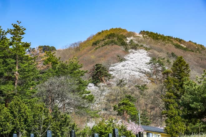お花見登山「光城山」2千本の桜並木と北アルプスの絶景を満喫できる「さくらコース」をご紹介