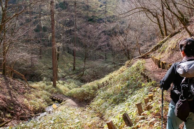 急坂コースも自然豊かな原生林