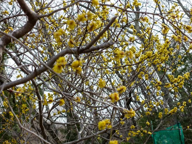 桜の花は叶いませんでしたが