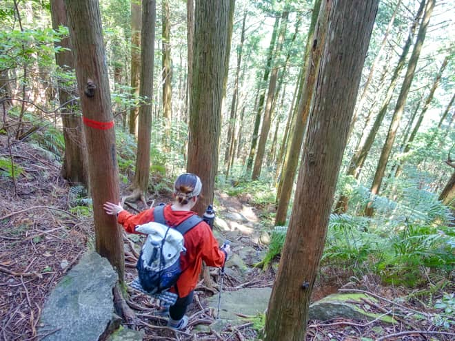 登りでは分岐から南コースを進んだので