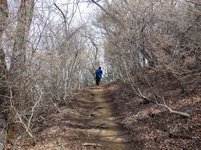 登山道の両側は桜の木です