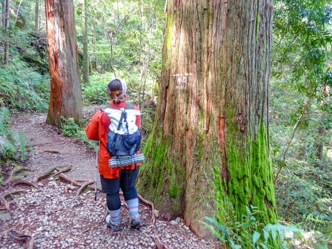石畳で覆われた熊野古道を象徴する古道