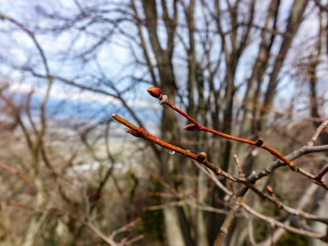 光城山の例年の開花は4月中旬以降。桜が満開のタイミングを狙いたい！