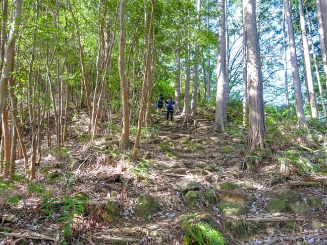 ハシゴをクリアした後は、木の根が張り巡らされた