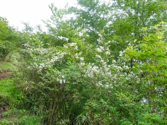 曇りの日は、いつも以上にお花に目が行きます