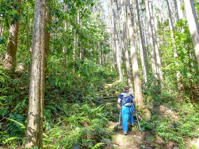 木々に覆われた苔むした石の階段は世界遺産
